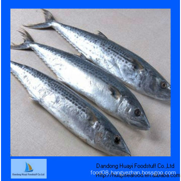 mackerel ice fish